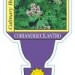 Cilantro