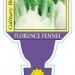 Fennel