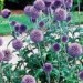 echinops (globe thistle)
